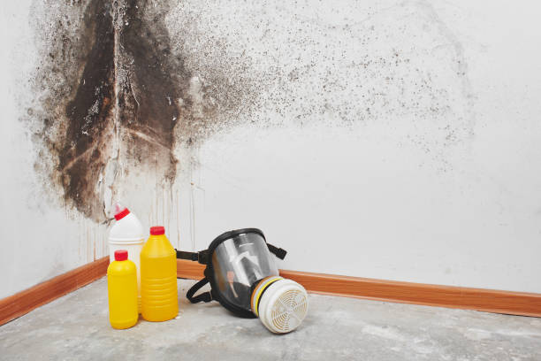 Best Mold Removal and Inspection  in Toro Nyon, CA