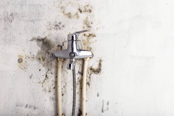 Best Home Mold Removal  in Toro Nyon, CA
