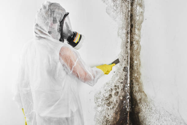 Best Crawl Space Mold Removal  in Toro Nyon, CA