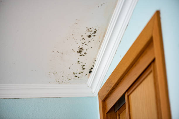 Best Affordable Mold Removal  in Toro Nyon, CA