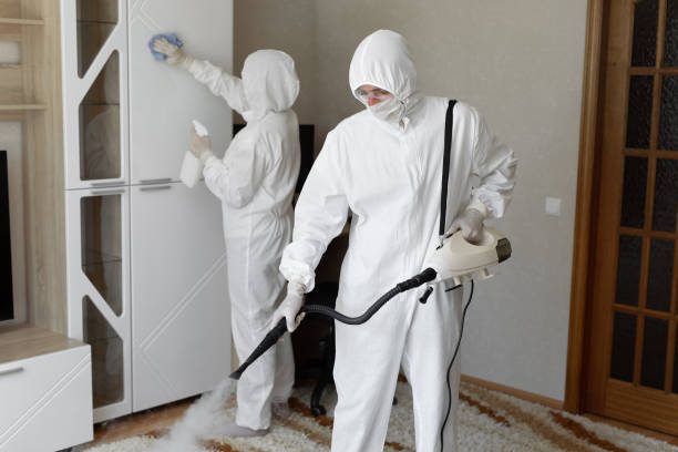 Best Local Mold Removal Service  in Toro Nyon, CA