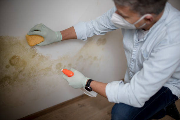 Best Commercial Mold Removal  in Toro Nyon, CA