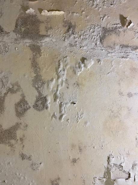 Best Mold Cleaning Services  in Toro Nyon, CA