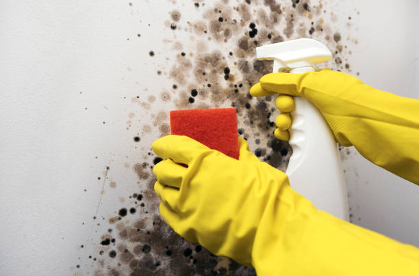 Best Certified Mold Removal  in Toro Nyon, CA