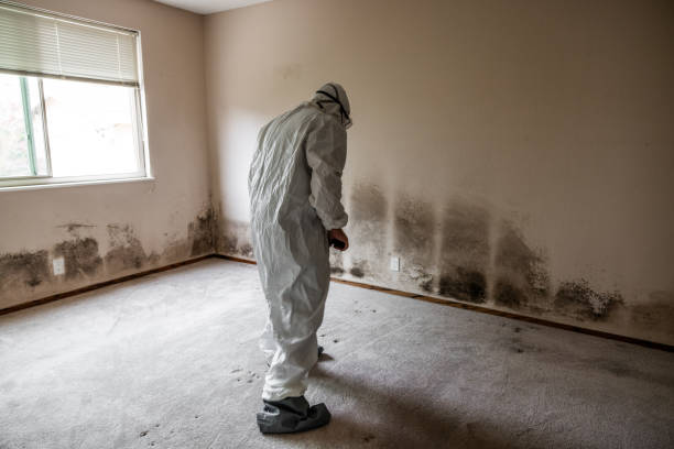 Best Black Mold Removal  in Toro Nyon, CA