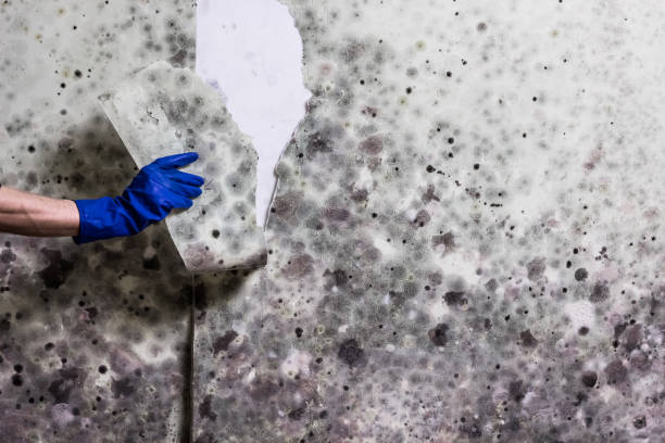 Best Mold Testing  in Toro Nyon, CA