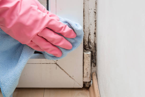 Best Mold Damage Repair  in Toro Nyon, CA