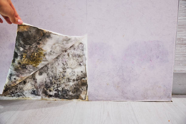 Water Damage Restoration in Toro Canyon, CA